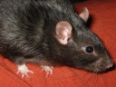 rats